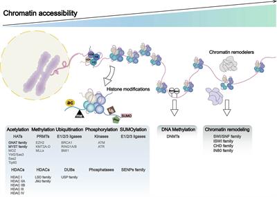 Chromatin Dynamics in Digestive System Cancer: Commander and Regulator
